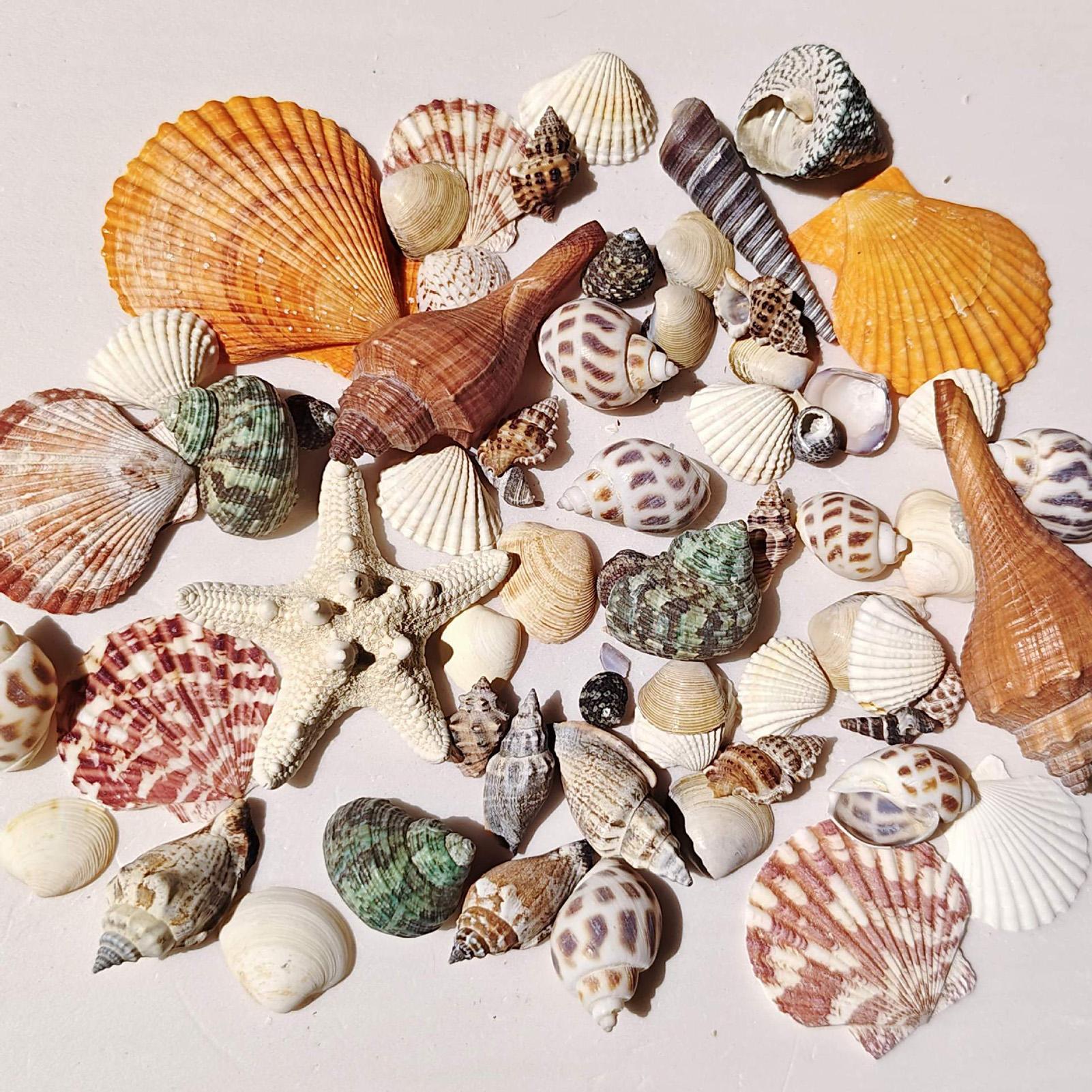 Tiny Shells Natural Sea Theme  - огляд і ціна Candle Making For Kids